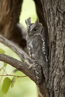 Afrikaanse Dwergooruil, African Scops-Owl, Otus senegalensis