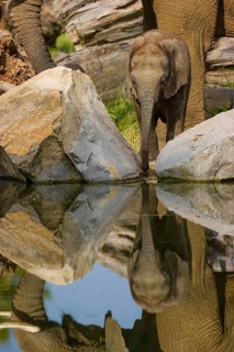 Adult female African elephant (Loxodonta africana) with 4 month old baby at a water hole, with
