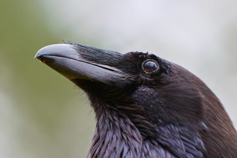 Close-up of a raven with a distinctive beak and shiny black plumage, common raven (Corvus corax),