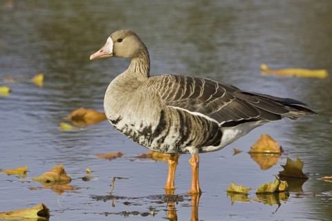 Greater White-fronted Goose (Anser albifrons), British Columbia, Canada