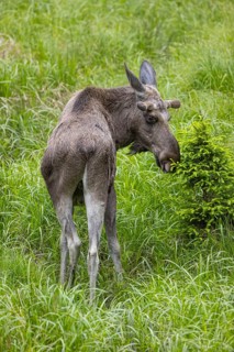 One adult male moose or elk, Alces alces, grazing on a meadow with tall fresh green grass, eats