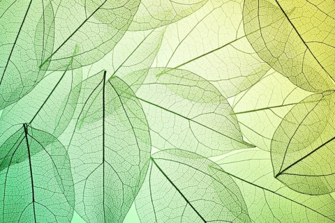 Beautiful image showcasing intricate leaf skeleton textures overlaying a green gradient background.
