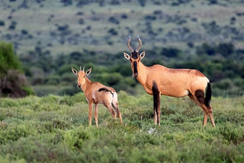 Red hartebeest (Alcelaphus buselaphus caama), kaama, adult, female, mother, young, social
