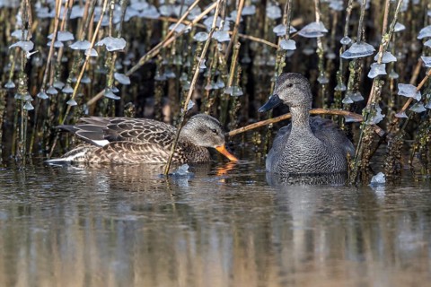 Gadwall (Mareca strepera) pair, Mecklenburg-Western Pomerania, Germany
