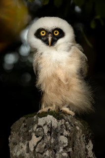 Spectacled Owl (Pulsatrix perspicillata) captive, juvenile, Germany