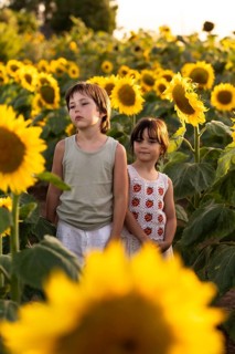 Two children stand among tall sunflowers in a field, enjoying the warm sunlight. The vibrant yellow