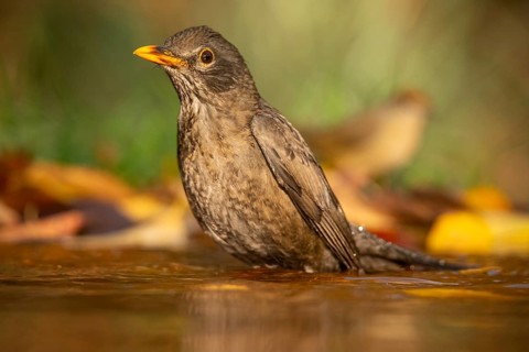 A Common blackbird (Turdus merula) enjoys a refreshing bath in a serene water pool surrounded by