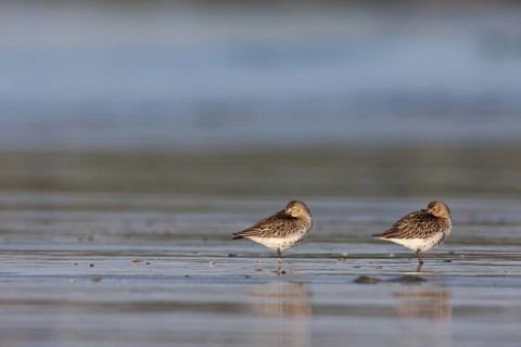 Dunlin (Calidris alpina), Schleswig-Holstein, Germany