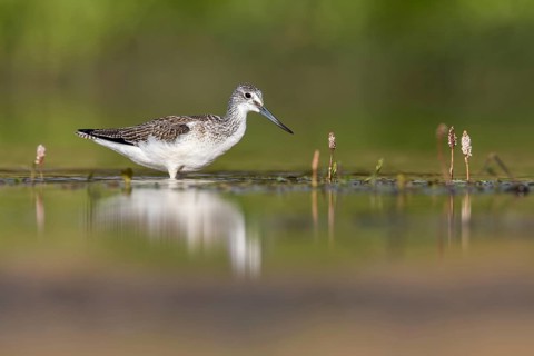 Common Greenshank (Tringa nebularia) foraging, Poland