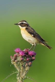 Whinchat (Saxicola rubetra), male sitting on a flowering marsh thistle (Cirsium palustre), North
