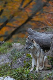 One eurasian gray wolf (Canis lupus lupus) sitting on a small hill between logs with a colourful