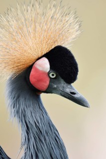 Black crowned crane or Black-necked crane (Balearica pavonina), portrait, captive, occurring in