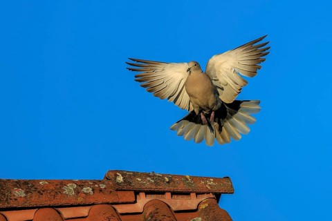 Pigeon soaring towards a tiled roof against a blue sky, Eurasian Collared Dove (Streptopelia
