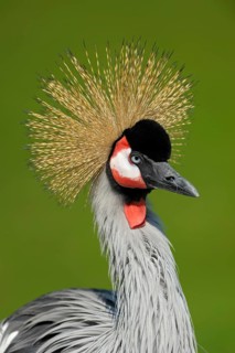 Ostafrikanischer Kronenkranich (Balearica regulorum), Grey crowned crane, Portrait, April, Heimat: