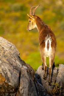 An Iberian ibex stands majestically on rocky terrain, bathed in the warm glow of sunlight. Its