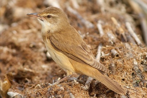 Great Reed Warbler (Acrocephalus arundinaceus), on marsh floor, Castile-La Mancha, Spain