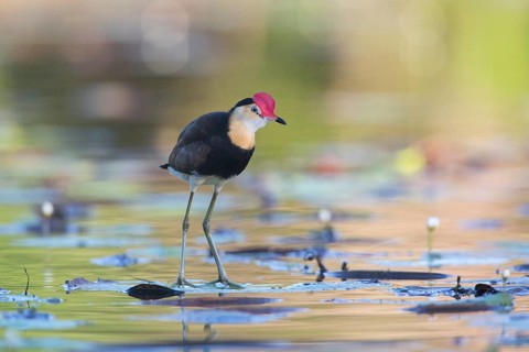 Comb-crested Jacana (Irediparra gallinacea), Queensland, Australia