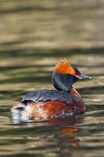 Horned grebe (Podiceps auritus) in breeding plumage swimming in lake