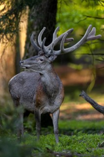 The voices of people in the distance make the red deer (Cervus elaphus) sit up and take notice, red