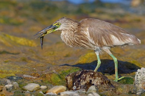 Animal, animals, bird, birds, heron, paddy heron, (Ardeola grayii), heron family, biotope, habitat,