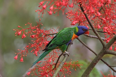 Rainbow Lorikeet (Trichoglossus moluccanus), Queensland, Australia