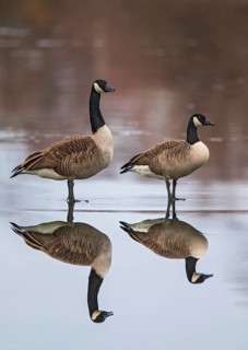 Canada Goose (Branta canadensis) pair on ice, Baden-Wuerttemberg, Germany