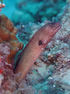 Yellow-mouthed moray eel (Gymnothorax nudivomer)