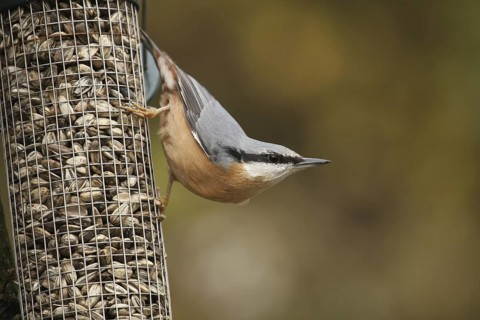 Eurasian Nuthatch (Sitta europaea), Lower Saxony, Germany