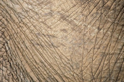 Close-up of an elephant's textured skin captured during a safari in the Masai Mara, Kenya. The