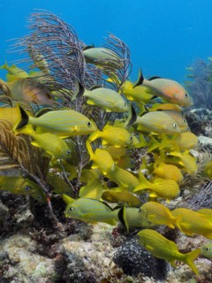 A shoal of yellow French grunts (Haemulon flavolineatum) and bluestriped grunt (Haemulon sciurus)