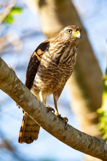 Roadside hawk (Buteo magnirostris) Pantanal Brazil