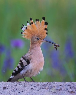 Hoopoe (Upupa epops) Bird of the Year 2022, feeding, courtship feeding, male with caterpillar as