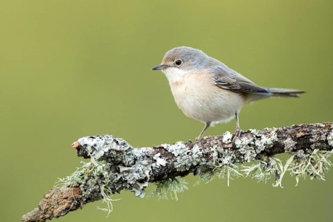 Subalpine Warbler (Sylvia cantillans) juvenile perched on a lichen branch, Andalusia, Spain