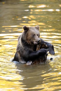 Brown bear playing with a branch in shallow water, Eurasian brown bear (Ursus arctos arctos),