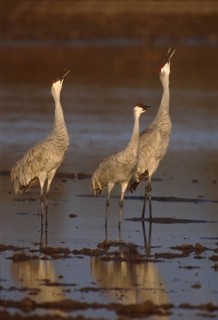 Sandhill Crane (Antigone canadensis), New Mexico, USA