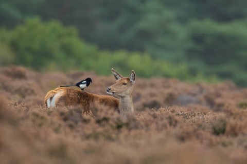 Red deer (Cervus elaphus) adult female hind animal with a Magpie bird on its back in heathland in