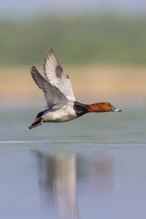 Pochard, (Aythya ferina), Anas ferina, animals, birds, duck birds, flight photo, Race area -