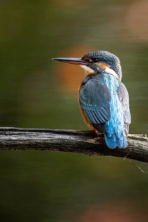 Common kingfisher (Alcedo atthis), Emsland, Lower Saxony, Germany