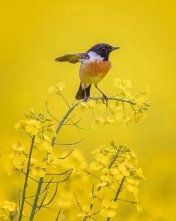 European Stonechat (Saxicola rubicola) male perched in a rape field, Saxony-Anhalt, Germany