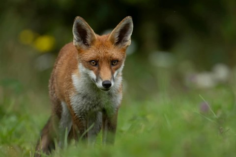 Red fox (Vulpes vulpes) adult animal in countryside grassland, England, United Kingdom