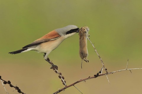 Red-backed Shrike (Lanius collurio) male, Baden-Wuerttemberg, Germany