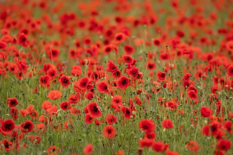 Common field poppy (Papaver rhoeas) wildflower field of red poppies in summer, England, United