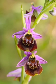 Bumblebee ragwort (Ophrys holoserica) flower, wild orchid, close-up, orchids, orchid, orchid plant,
