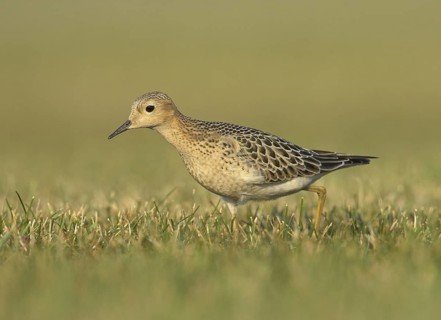 Buff-breasted Sandpiper (Calidris subruficollis), Ohio, USA