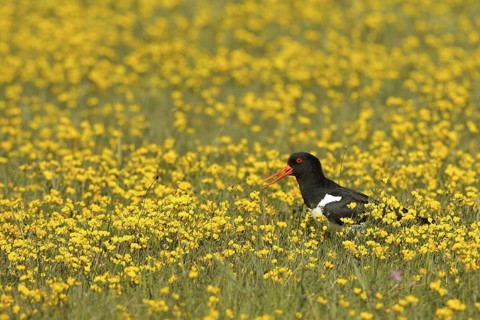 Eurasian Oystercatcher (Haematopus ostralegus) calling, Texel, Netherlands