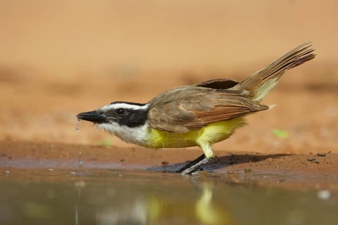 Great Kiskadee (Pitangus sulphuratus), Texas, USA
