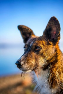 A close-up view of a brown dog with long whiskers and pointed ears, set against a blurred outdoor