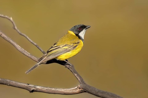 Australian Golden Whistler (Pachycephala pectoralis) male, South Australia, Australia