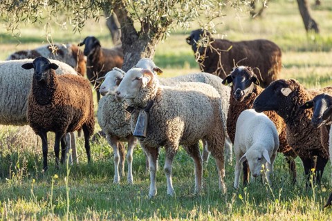 A diverse flock of sheep grazes under olive trees in a serene field. Sunlight highlights the woolly