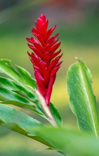 Red ginger lily (Alpinia purpurata), red flower, Bigodi, Uganda